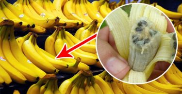 bananen ziekte